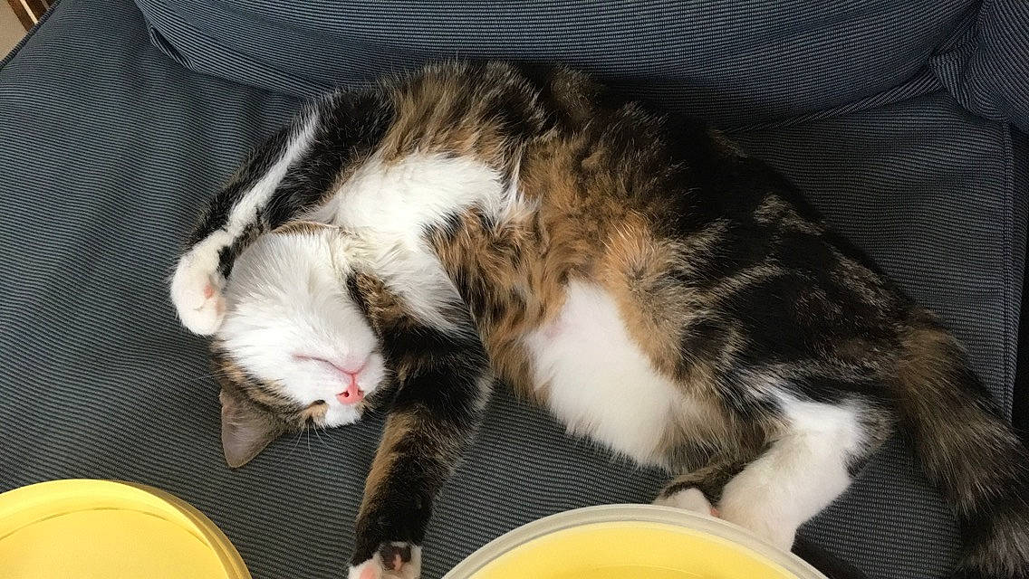 Léon a rejoint le concours — aidez-le/la à gagner de superbes lots ! carnivore, cat, domestic_short_haired_cat, ear, european_shorthair, felidae, fur, kitten, nap, norwegian_forest_cat, sleep, small_to_medium_sized_cats, tail, whiskers