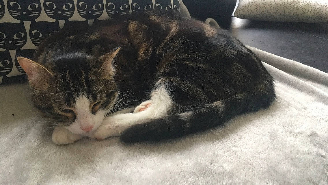 Léon participe au concours pour gagner de l'argent avec cette photo : aegean_cat, american_wirehair, asian, carnivore, cat, domestic_short_haired_cat, dragon_li, european_shorthair, felidae, fur, kitten, mammal, nap, paw, polydactyl_cat, sleep, small_to_medium_sized_cats, snout, tabby_cat, whiskers