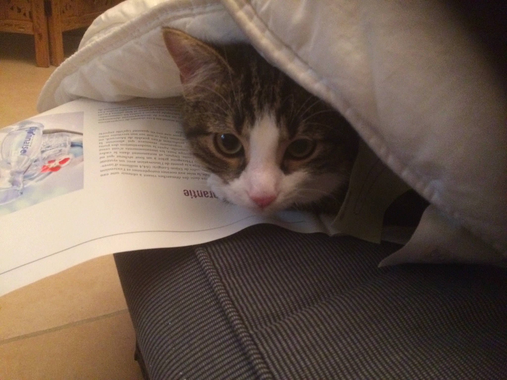 Léon participe au concours pour gagner de l'argent avec cette photo : aegean_cat, asian, carnivore, cat, domestic_short_haired_cat, european_shorthair, felidae, kitten, paw, small_to_medium_sized_cats, whiskers