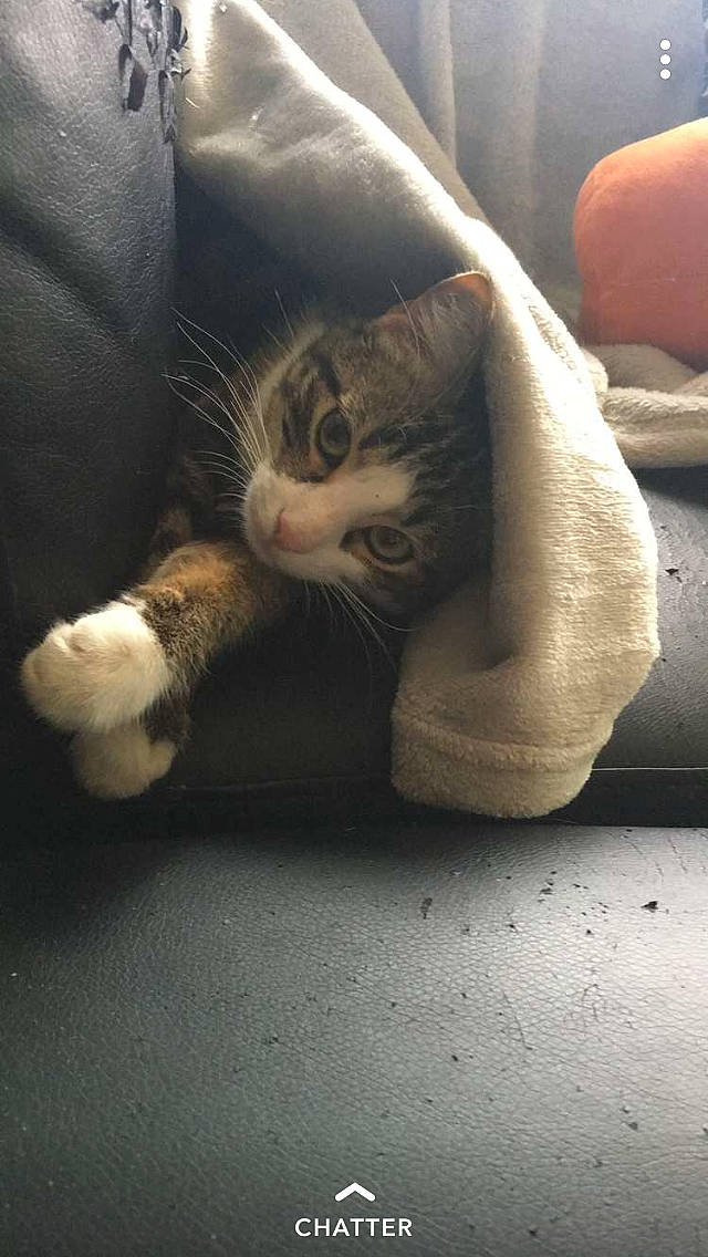 Léon participe au concours pour gagner de l'argent avec cette photo : aegean_cat, asian, carnivore, cat, claw, domestic_short_haired_cat, european_shorthair, felidae, fur, paw, polydactyl_cat, small_to_medium_sized_cats, snout, tabby_cat, tail, whiskers