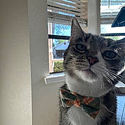 Dexter joined the competition — help win amazing prizes! cat, bow_tie, tabby_cat, closeup, green_eyes, whiskers, indoor, window, blinds, sunlight, pet, feline, portrait, table, fur, cheeky_expression, home_interior, face, muzzle, accessory