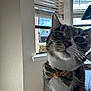 cat, bow_tie, tabby_cat, closeup, green_eyes, whiskers, indoor, window, blinds, sunlight, pet, feline, portrait, table, fur, cheeky_expression, home_interior, face, muzzle, accessory