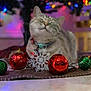 cat, pet, feline, christmas_tree, christmas_decor, ornament, bauble, red_ornament, green_ornament, snowflake_decoration, bokeh_lights, holiday, festive, indoor, cozy, collar, mat, shallow_depth_of_field, closeup, reflection