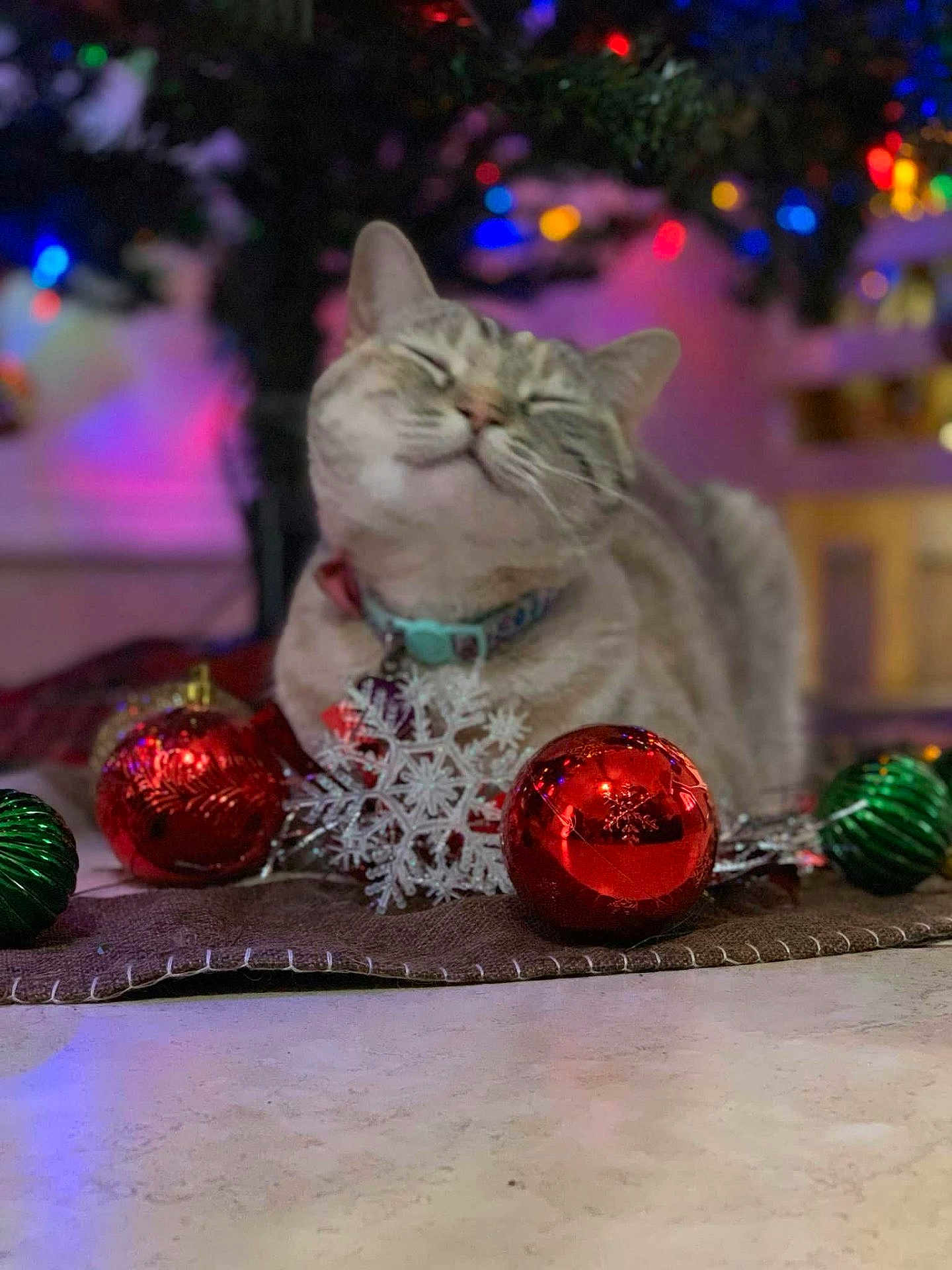 Lola joined the competition — help win amazing prizes! cat, pet, feline, christmas_tree, christmas_decor, ornament, bauble, red_ornament, green_ornament, snowflake_decoration, bokeh_lights, holiday, festive, indoor, cozy, collar, mat, shallow_depth_of_field, closeup, reflection