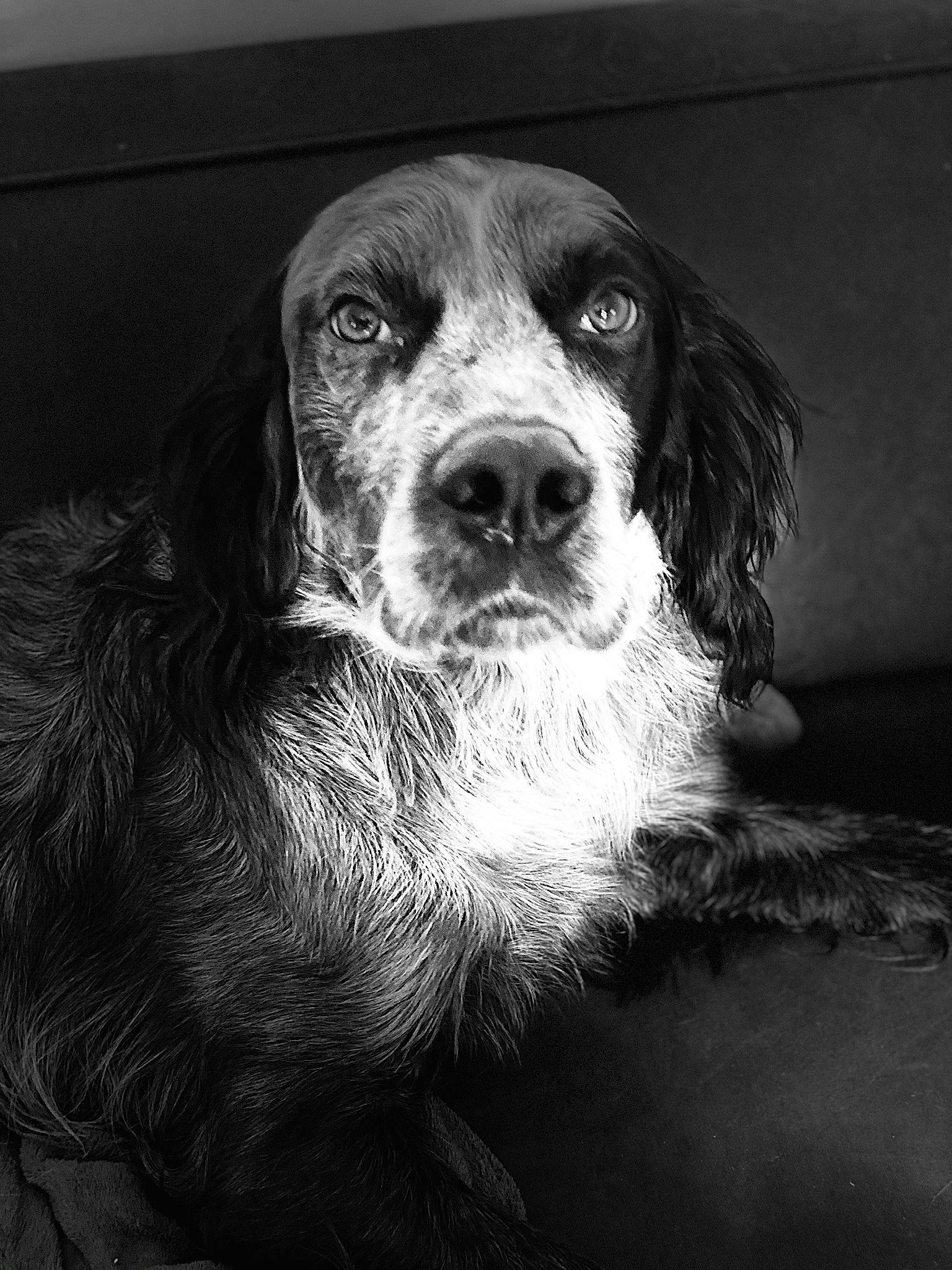 Leinster a rejoint le concours — aidez-le/la à gagner de superbes lots ! canidae, carnivore, companion_dog, darkness, dog, dog_breed, fur, gun_dog, hunting_dog, monochrome, monochrome_photography, snout, sporting_group, still_life_photography, style, terrestrial_animal, tints_and_shades, whiskers, working_animal, working_dog