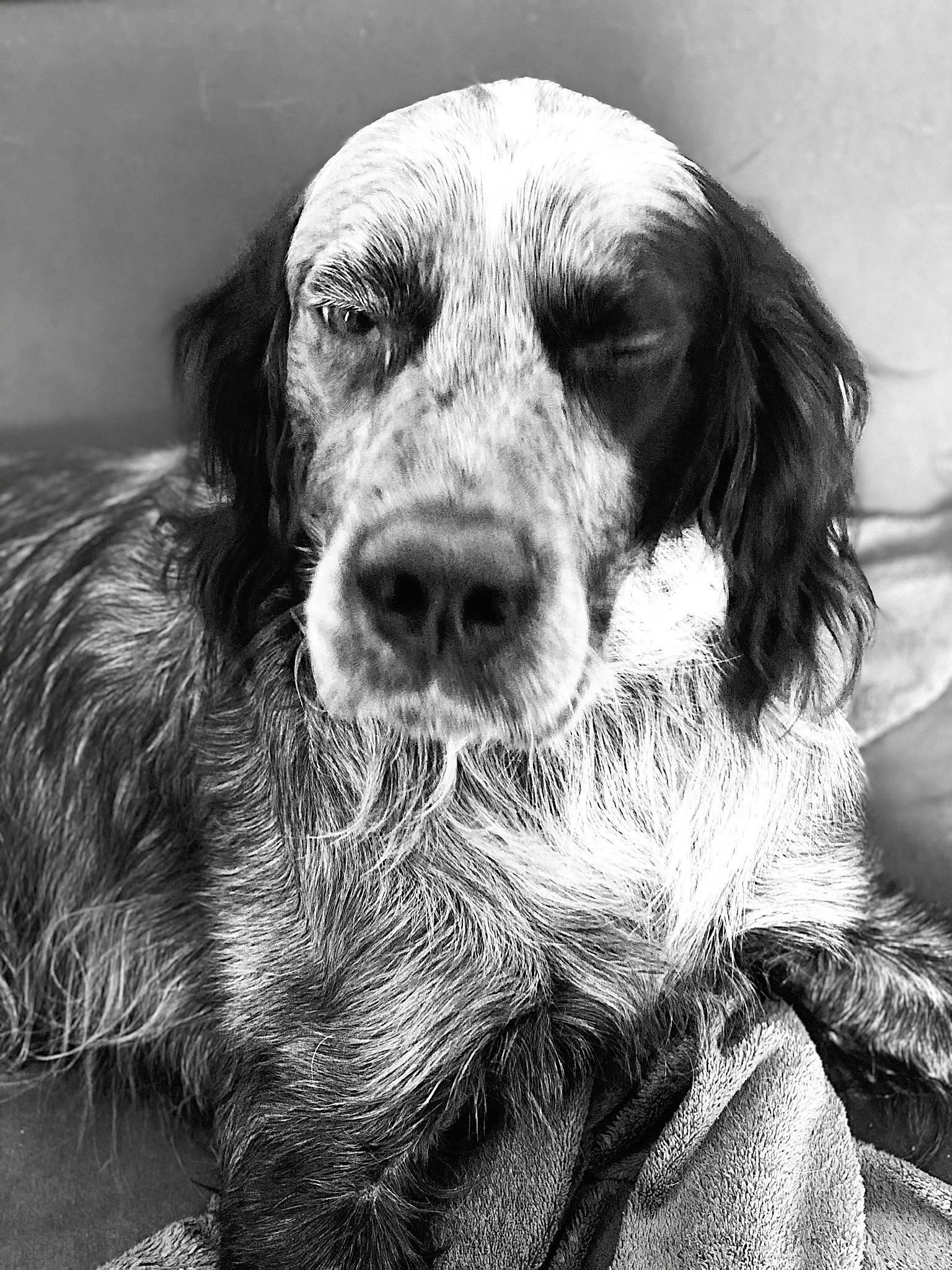 Leinster participe au concours pour gagner de l'argent avec cette photo : canidae, carnivore, companion_dog, dog, dog_breed, eye, fur, gun_dog, hunting_dog, liver, monochrome, monochrome_photography, paw, snout, spaniel, sporting_group, style, terrestrial_animal, vertebrate, whiskers