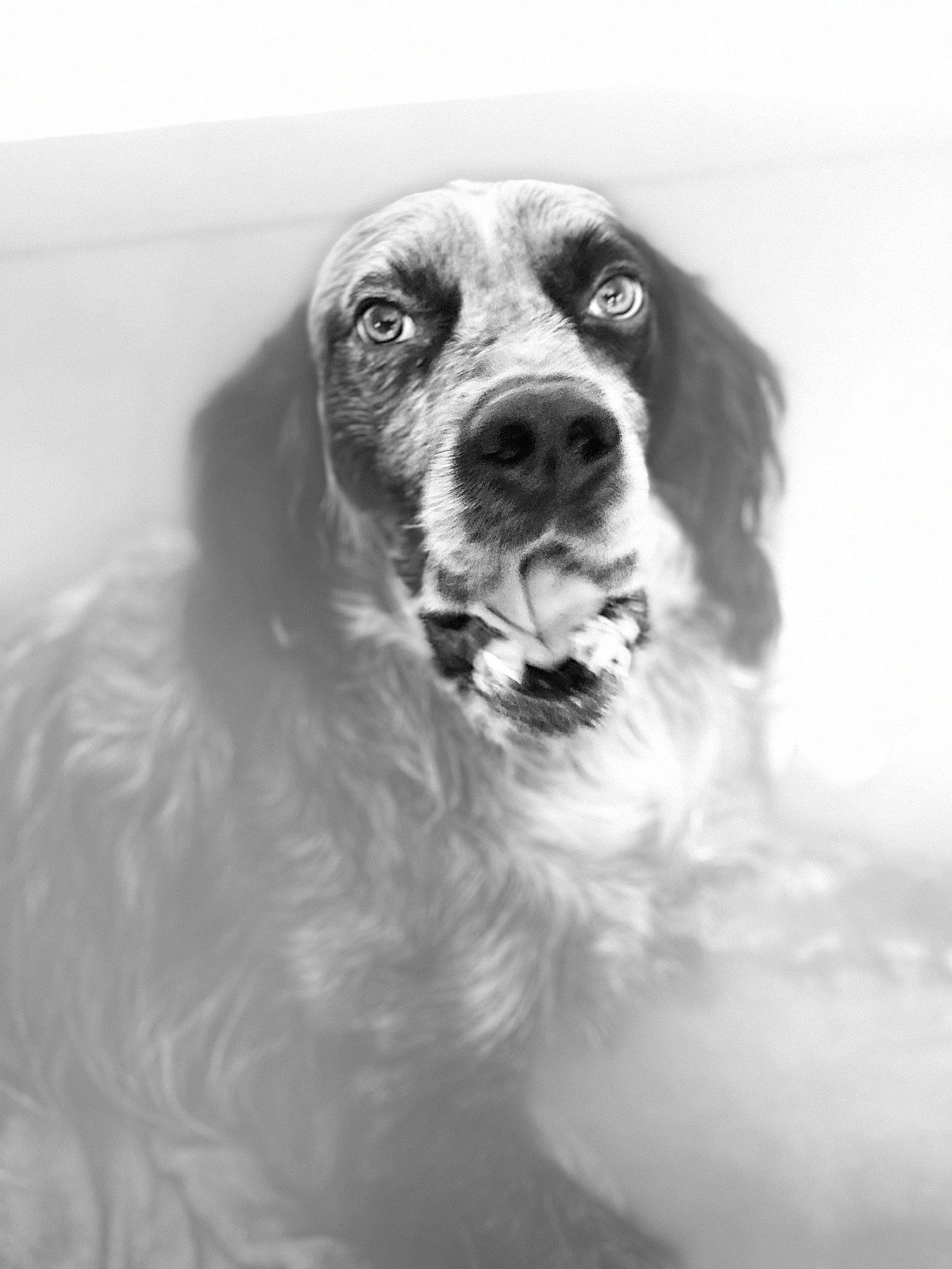 Leinster participe au concours pour gagner de l'argent avec cette photo : ball, canidae, carnivore, cocker_spaniel, companion_dog, dog, dog_breed, english_setter, fur, gun_dog, hunting_dog, monochrome, monochrome_photography, snout, spaniel, sporting_group, whiskers, working_animal, working_dog