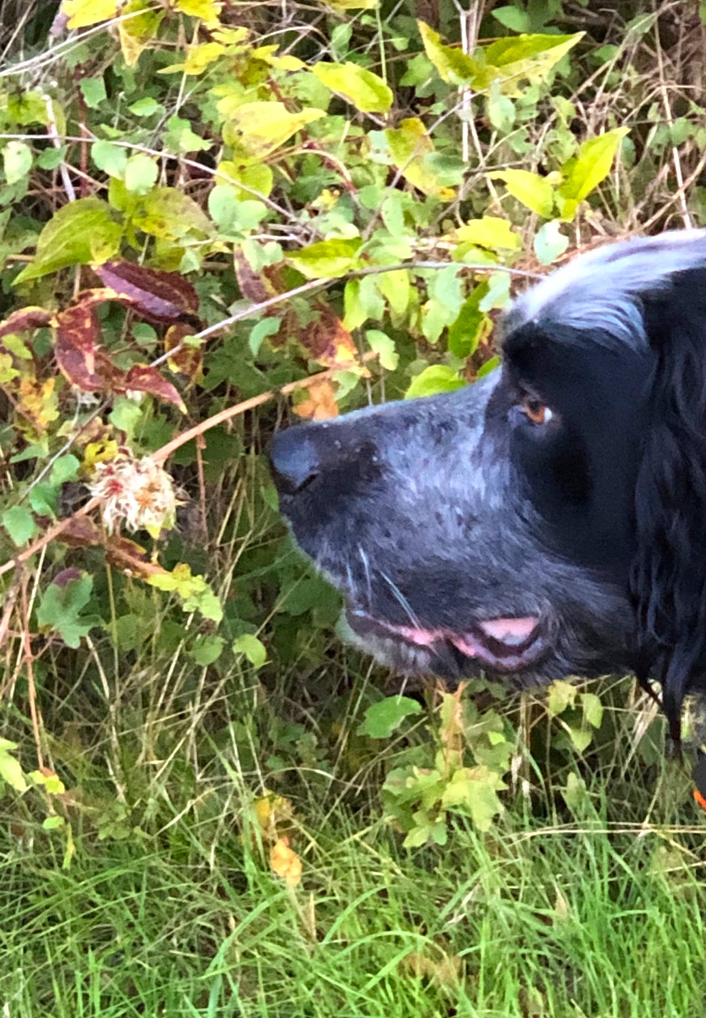 Leinster participe au concours pour gagner de l'argent avec cette photo : borador, carnivore, collar, companion_dog, dog, dog_breed, dog_collar, flower, fur, grass, groundcover, gun_dog, liver, plant, pointing_breed, retriever, snout, sporting_group, terrestrial_plant, working_animal