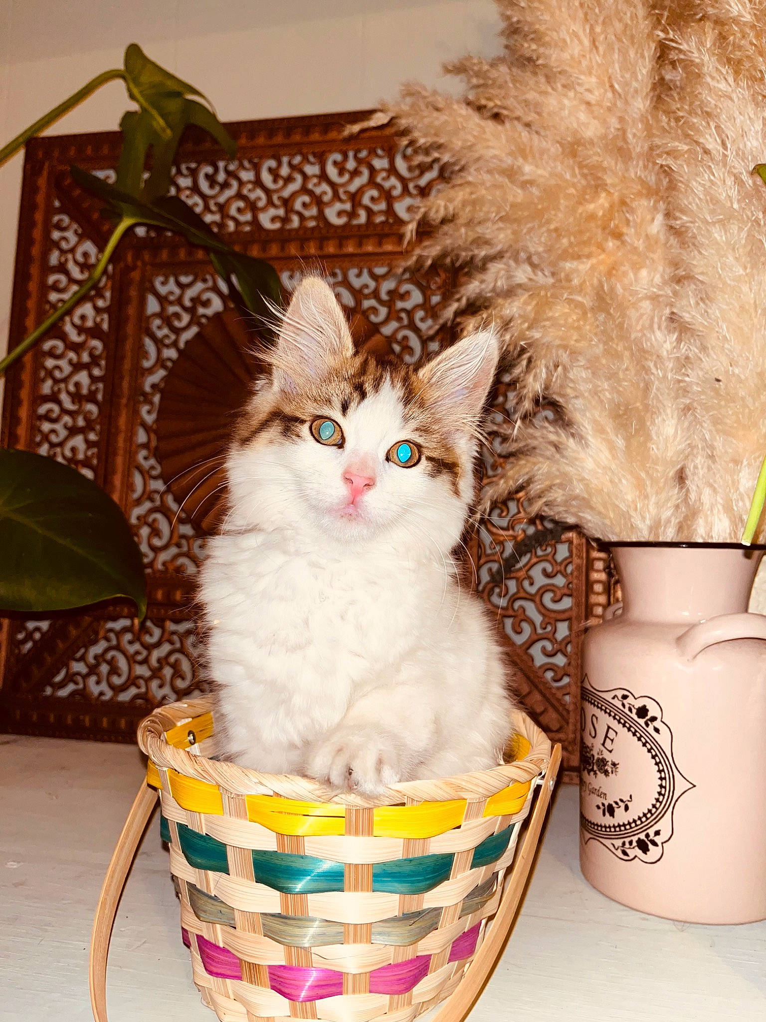 Florence joined the competition — help win amazing prizes! basket, box, carnivore, cat, cat_supply, domestic_short_haired_cat, drinkware, fashion_accessory, fawn, felidae, fur, holiday, serveware, small_to_medium_sized_cats, storage_basket, tableware, tail, whiskers, wicker, wood