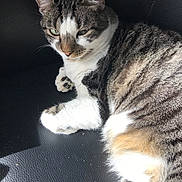 Caillou participe au concours pour gagner de l'argent avec cette photo : cat, tabby, animal, pet, feline, green_eyes, fur, white_paws, striped, relaxed, sunlight, indoor, closeup, resting, cute, whiskers, paw, texture, black_background, comfort