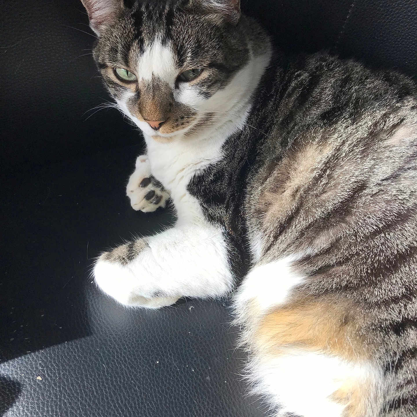 Caillou participe au concours pour gagner de l'argent avec cette photo : animal, black_background, cat, closeup, comfort, cute, feline, fur, green_eyes, indoor, paw, pet, relaxed, resting, striped, sunlight, tabby, texture, whiskers, white_paws