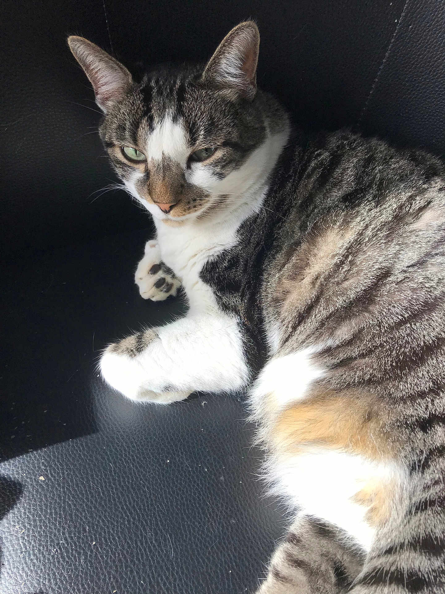 Caillou participe au concours pour gagner de l'argent avec cette photo : cat, tabby, animal, pet, feline, green_eyes, fur, white_paws, striped, relaxed, sunlight, indoor, closeup, resting, cute, whiskers, paw, texture, black_background, comfort