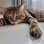 Oskar participe au concours pour gagner de l'argent avec cette photo : cat, tabby, indoor, relaxed, lying_down, whiskers, paw, fur, sleepy, curtains, window, domestic_animal, pet, feline, closeup, resting, home, animal, mammal, cute