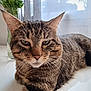Oskar a rejoint le concours — aidez-le/la à gagner de superbes lots ! animal, cat, closeup, curtain, domestic, ears, face, feline, fur, greenery, home, indoor, pet, relaxed, resting, tabby_cat, table, vase, whiskers, window