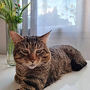 Oskar a rejoint le concours — aidez-le/la à gagner de superbes lots ! animal, cat, closeup, curtain, domestic, feline, flower_vase, fur, indoor, pet, plant, red_flower, relaxed, resting, soft_light, stretching, tabby, table, whiskers, yellow_flower