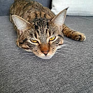 Oskar participe au concours pour gagner de l'argent avec cette photo : cat, tabby, pet, animal, feline, yellow_eyes, whiskers, ears, sleepy, couch, grey, fabric, indoor, resting, close_up, mammal, domestic, cute, relaxed, fur