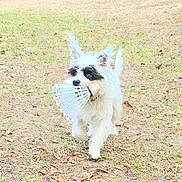 Alice joined the competition — help win amazing prizes! active, badminton_shuttlecock, black_patch, dog, ears, fur, grass, happy, lawn, leaves, motion, outdoor, pet, playful, portrait, puppy, running, small_dog, toy, white_dog
