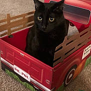 Chico is registered to the contest to win money with this photo: black_cat, cat, cardboard_box, toy_truck, indoor, carpet, pet, animal, feline, playful, toy_duck, vintage_style, red, license_plate, wooden_fence, cozy, cute, small_toy, sitting, looking