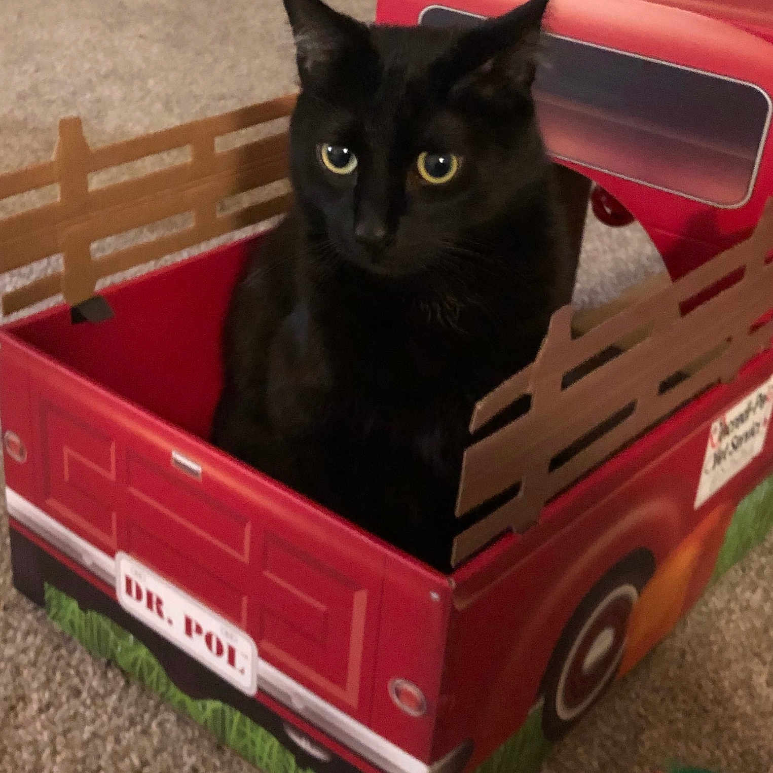 Chico