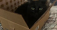 Chico is registered to the contest to win money with this photo: animal, bed, bedding, black_cat, box, cardboard_box, cat, cozy, curious, cute, eyes, feline, fur, home, indoor, patterned_bedspread, pet, relaxed, resting, whiskers
