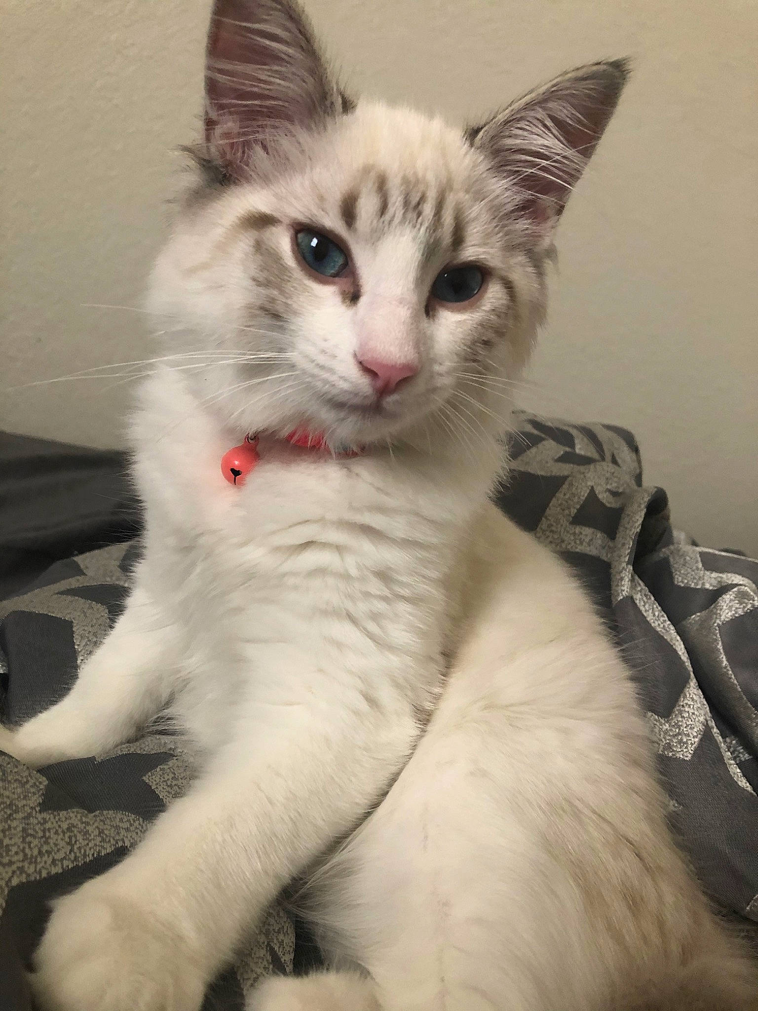 Luigi joined the competition — help win amazing prizes! aegean_cat, american_curl, asian, asian_semi_longhair, carnivore, cat, domestic_long_haired_cat, domestic_short_haired_cat, eye, felidae, javanese, kitten, mammal, oriental_longhair, ragdoll, small_to_medium_sized_cats, turkish_angora, turkish_van, vertebrate, whiskers
