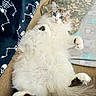 Luigi is registered to the contest to win money with this photo: animal, blanket, blue_eyes, camo_pattern, cat, cozy, cute, domestic_cat, face, fluffy, fur, indoor, lying_down, mammal, paw, pet, relaxed, skeleton_pattern, tail, whiskers