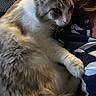 Luigi is registered to the contest to win money with this photo: animal, cat, closeup, comfort, companion, cozy, cuddle, face, fluffy, fur, home, indoor, mammal, paw, person, pet, relaxed, resting, sleepy, whiskers