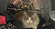 Luigi joined the competition — help win amazing prizes! animal, cat, closeup, clothes, cozy, curious, cute, domestic, dryer, fabric, feline, fluffy, home, household, indoor, laundry, metal, pet, resting, soft