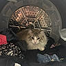 animal, cat, closeup, clothes, cozy, curious, cute, domestic, dryer, fabric, feline, fluffy, home, household, indoor, laundry, metal, pet, resting, soft