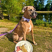 Stella joined the competition — help win amazing prizes! animal, blue_sky, bow_tie, canine, dog, dog_biscuit, grass, hand, leash, nature, outdoor, park, pet, pond, sitting, sunny, treat, tree, water, whipped_cream