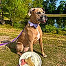 animal, blue_sky, bow_tie, canine, dog, dog_biscuit, grass, hand, leash, nature, outdoor, park, pet, pond, sitting, sunny, treat, tree, water, whipped_cream