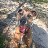dog, canine, pet, outdoor, sunlight, collar, tongue_out, brown_fur, happy, animal, nature, grass, leaves, shadow, excited, looking_up, ears, snout, mouth_open, daylight