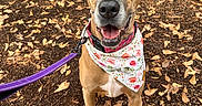 Stella joined the competition — help win amazing prizes! dog, leash, bandana, floral, pet, outdoor, leaves, fall, brown, animal, canine, happy, sitting, portrait, nature, ears, snout, eyes, collar, ground