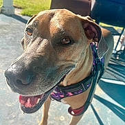 Stella is registered to the contest to win money with this photo: dog, canine, pet, animal, outdoor, sunlight, happy, smiling, close_up, brown_fur, harness, leash, tongue, ears, shadow, concrete_floor, background, grass, metal_chair, daylight