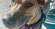 Stella is registered to the contest to win money with this photo: animal, background, brown_fur, canine, close_up, concrete_floor, daylight, dog, ears, grass, happy, harness, leash, metal_chair, outdoor, pet, shadow, smiling, sunlight, tongue