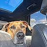 dog, canine, pet, car_interior, sunroof, cushion, resting, brown_dog, closeup, portrait, window, sky, clouds, leather_seat, animal, domestic_animal, indoors, daytime, relaxed, cute