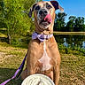 animal, bow_tie, brown_fur, canine, closeup, cup, daytime, dog, grass, leash, nature, outdoor, park, pet, pond, sunny, tongue_out, treat, trees, white_chest