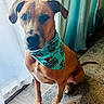 attentive, bandana, brown_dog, calm, canine, close_up, curtains, dog, domestic_animal, fabric, flooring, indoor, light, natural_light, patterned_rug, pet_accessory, pet_treats, rug, sitting, window