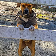 Buddy is registered to the contest to win money with this photo: dog, fence, outdoor, animal, pet, brown_dog, jacket, collar, paws, standing, gravel, sunlight, nature, guard, canine, ears, snout, watchful, daytime, curious