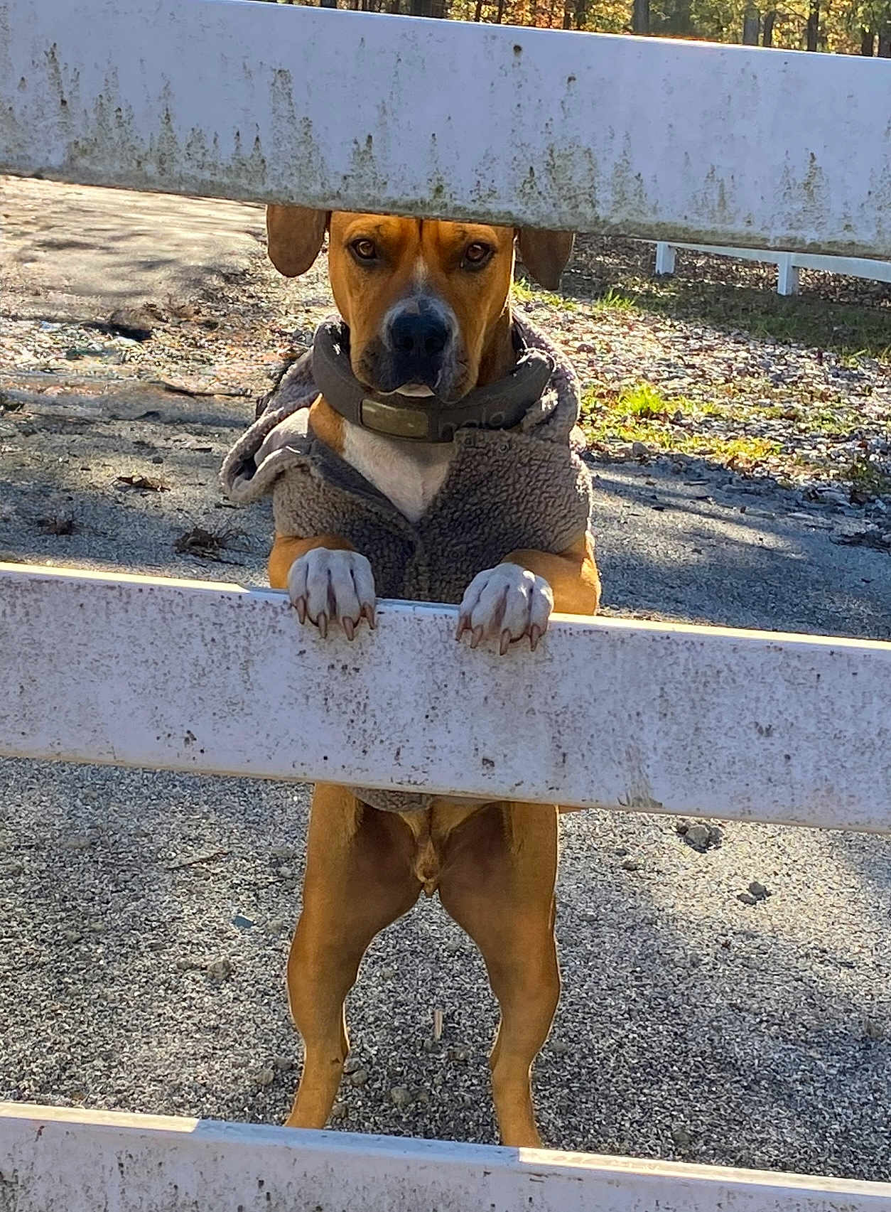 Buddy