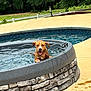 dog, hot_tub, water, pool, outdoor, summer, relaxing, pet, animal, tongue_out, happy, greenery, trees, stone_wall, concrete, sunny, playful, leisure, backyard, vacation