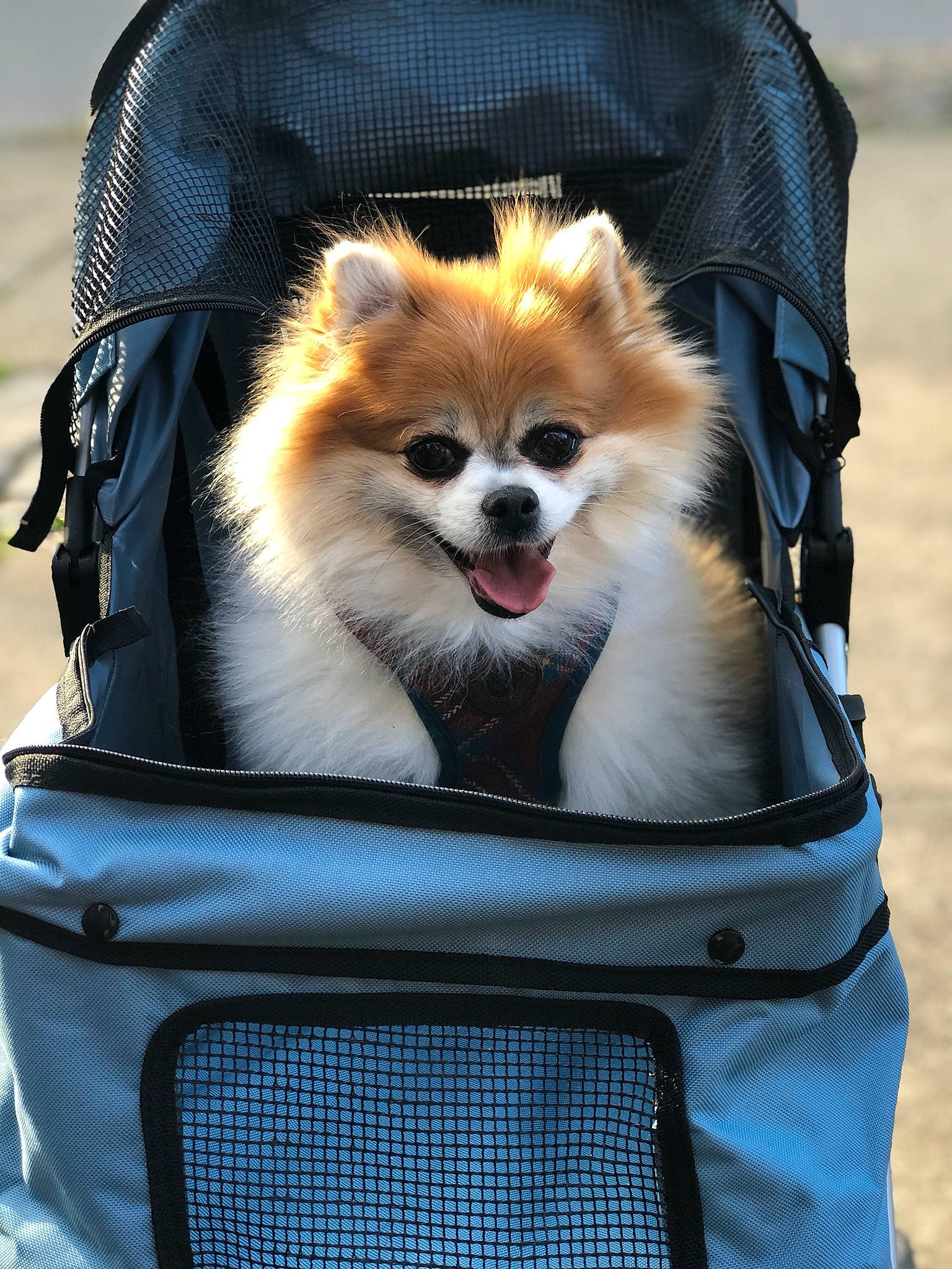 Cher joined the competition — help win amazing prizes! bag, blue, canidae, carnivore, companion_dog, dog, dog_breed, dog_supply, fashion_accessory, fawn, fur, hood, luggage_and_bags, mammal, motor_vehicle, pet_supply, product, snout, vertebrate, white