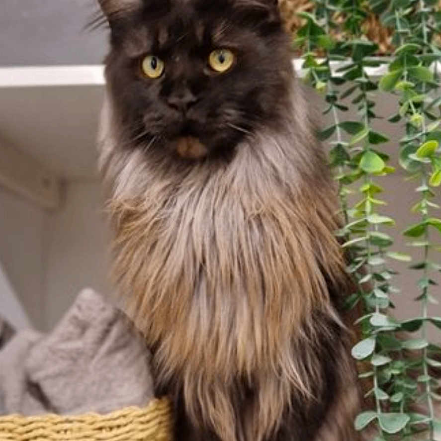 Pitcha a rejoint le concours — aidez-le/la à gagner de superbes lots ! cat, long_hair, yellow_eyes, indoor, shelf, basket, plant, greenery, furniture, pet, animal, fur, domestic_cat, portrait, cute, fluffy, relaxed, home_decor, cozy, curious
