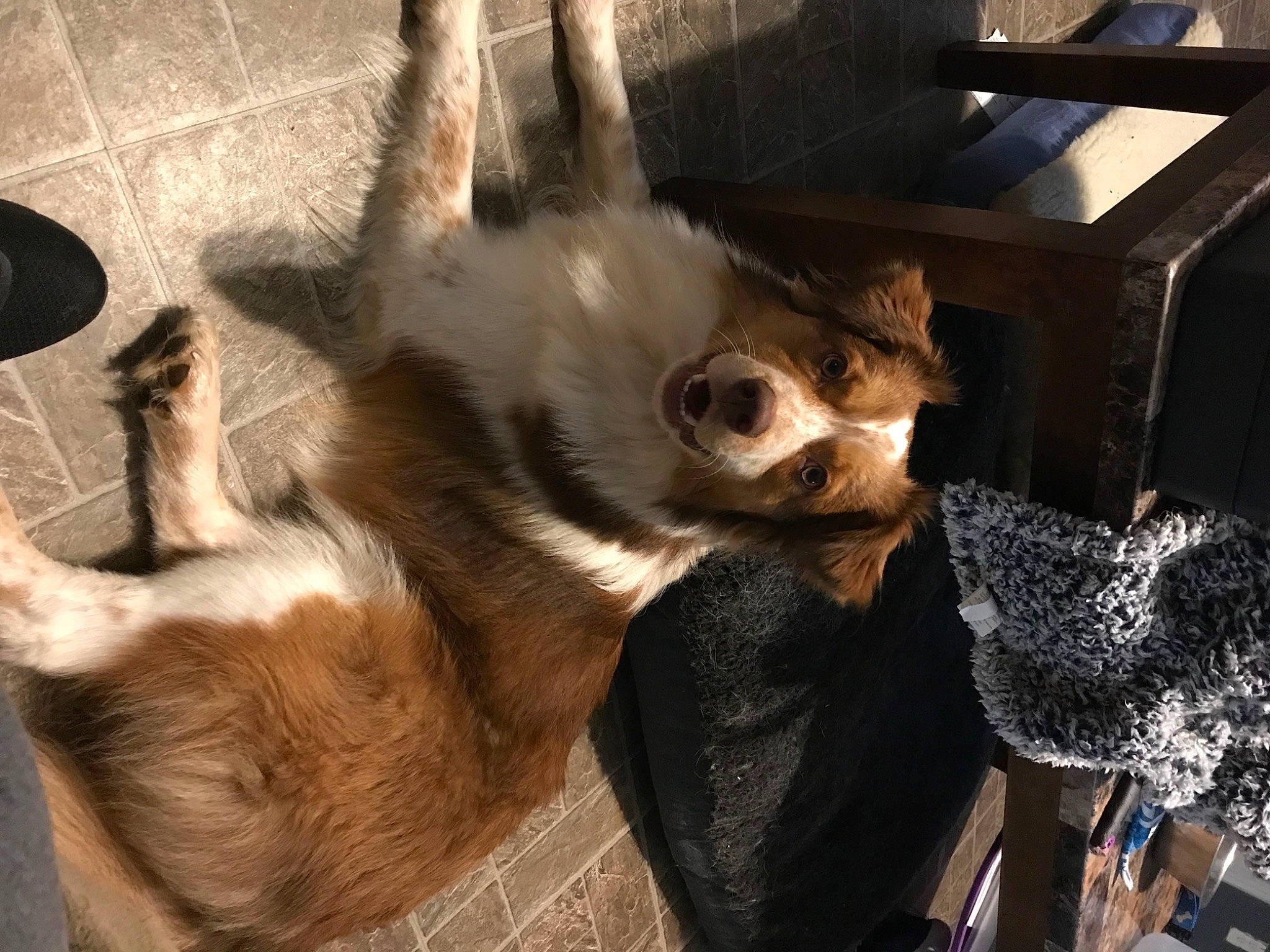 Max Monr is registered to the contest to win money with this photo: bone, canidae, carnivore, companion_dog, dog, dog_breed, ear, fawn, felidae, fur, natural_material, small_to_medium_sized_cats, snout, sporting_group, sunglasses, tail, terrestrial_animal, toy_dog, whiskers, working_animal