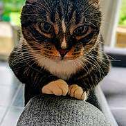 Seth participe au concours pour gagner de l'argent avec cette photo : cat, tabby_cat, pet, animal, indoor, close_up, whiskers, paws, gray_surface, texture, window, blurred_background, greenery, feline, cute, domestic_animal, looking, fur, ears, face