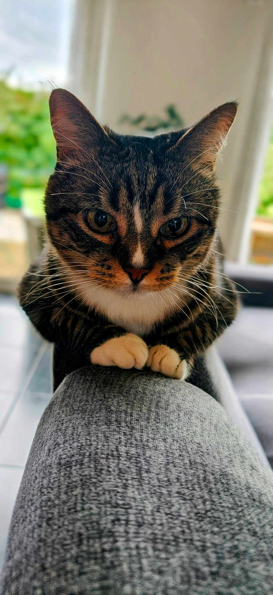 Seth participe au concours pour gagner de l'argent avec cette photo : cat, tabby_cat, pet, animal, indoor, close_up, whiskers, paws, gray_surface, texture, window, blurred_background, greenery, feline, cute, domestic_animal, looking, fur, ears, face