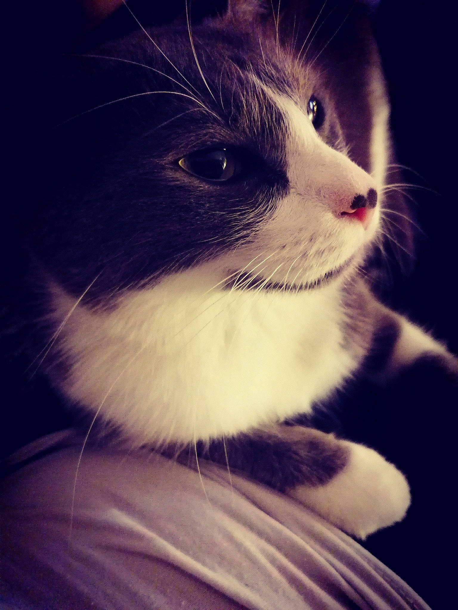 Dodge a rejoint le concours — aidez-le/la à gagner de superbes lots ! black_and_white, carnivore, cat, ear, eye, felidae, fur, kitten, night, norwegian_forest_cat, nose, sky, small_to_medium_sized_cats, snout, whiskers