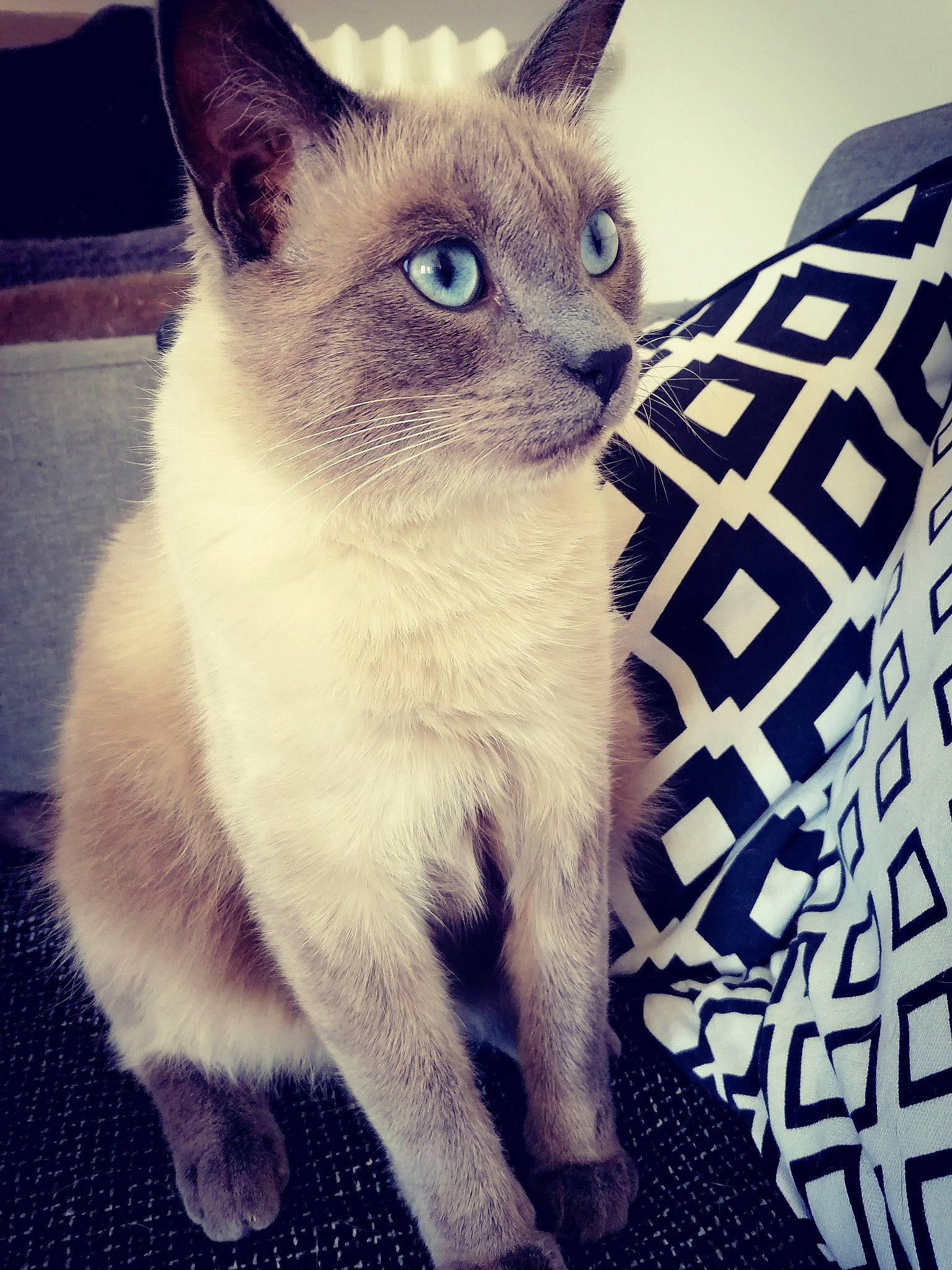 Oslo a rejoint le concours — aidez-le/la à gagner de superbes lots ! asian, burmese, carnivore, cat, colorpoint_shorthair, domestic_short_haired_cat, eye, fawn, felidae, german_rex, kitten, mammal, ojos_azules, siamese, small_to_medium_sized_cats, snout, thai, tonkinese, vertebrate, whiskers