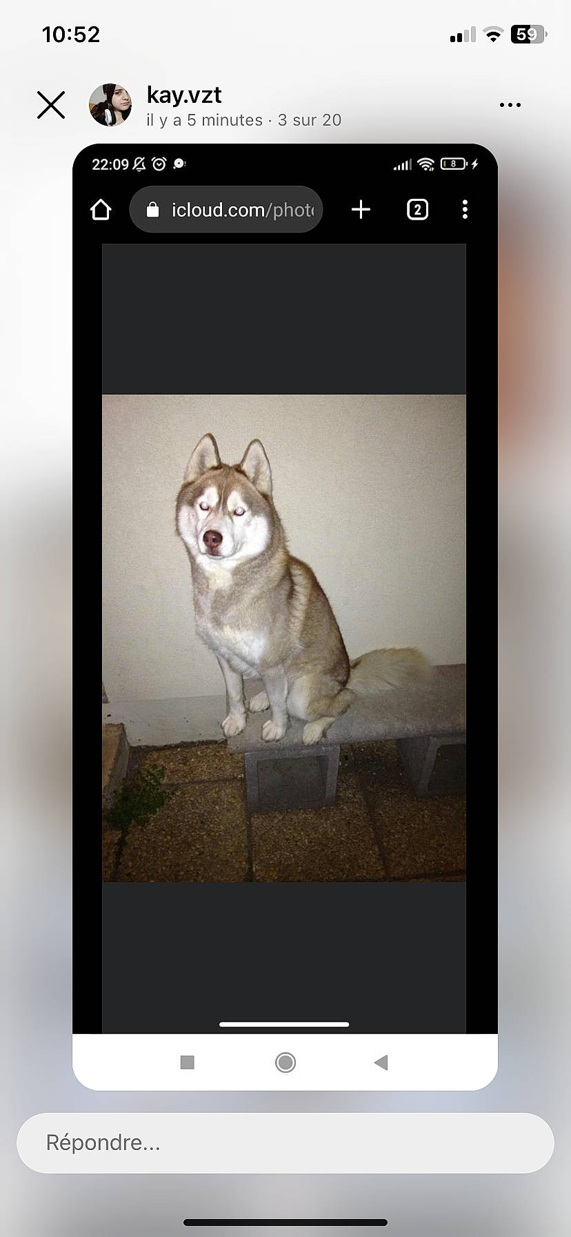 Chien a rejoint le concours — aidez-le/la à gagner de superbes lots ! advertising, art, canidae, carnivore, companion_dog, dog, dog_breed, font, internet_meme, multimedia, paw, pet_supply, photo_caption, rectangle, screenshot, sled_dog, snout, sporting_group, tail, working_animal