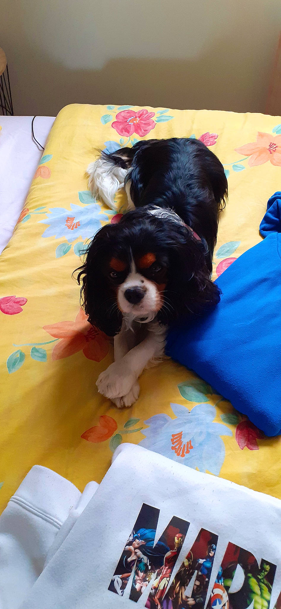 Parker participe au concours pour gagner de l'argent avec cette photo : canidae, carnivore, cavalier_king_charles_spaniel, chair, comfort, companion_dog, dog, dog_breed, dog_supply, fur, king_charles_spaniel, liver, non_sporting_group, puppy, snout, spaniel, sporting_group, toy_dog, working_animal, working_dog